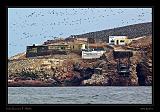 Ballestas Islands 036